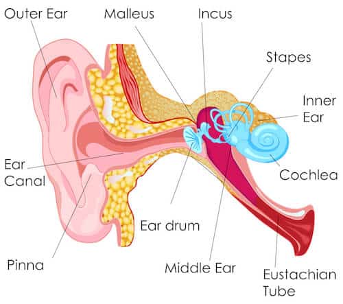 ear anatomy hearing